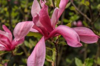 /album/fotogaleria/magnolia-jpg/